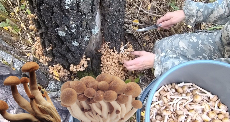 Опята пеньковые ложные