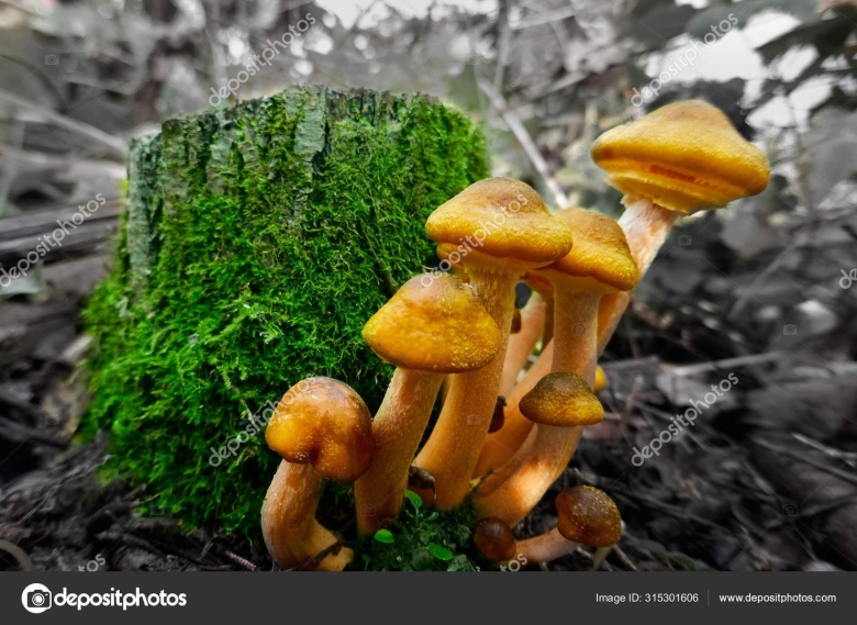 Грибы похожие на опята