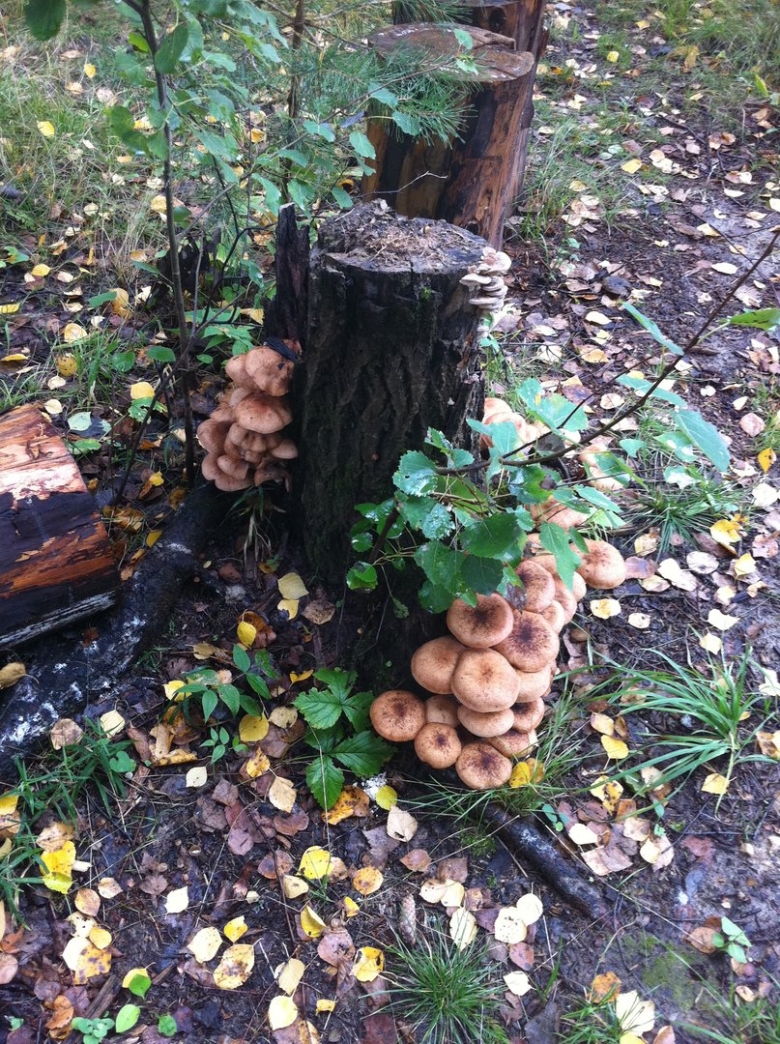 Опята осенние на пнях