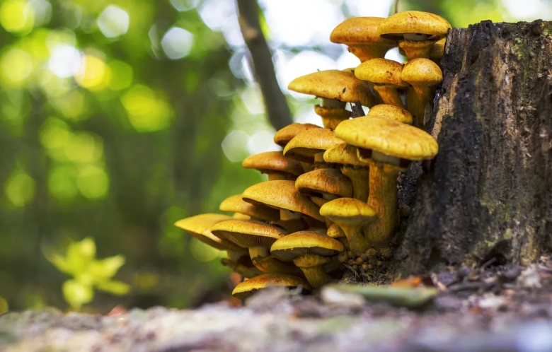 Опята на пеньке