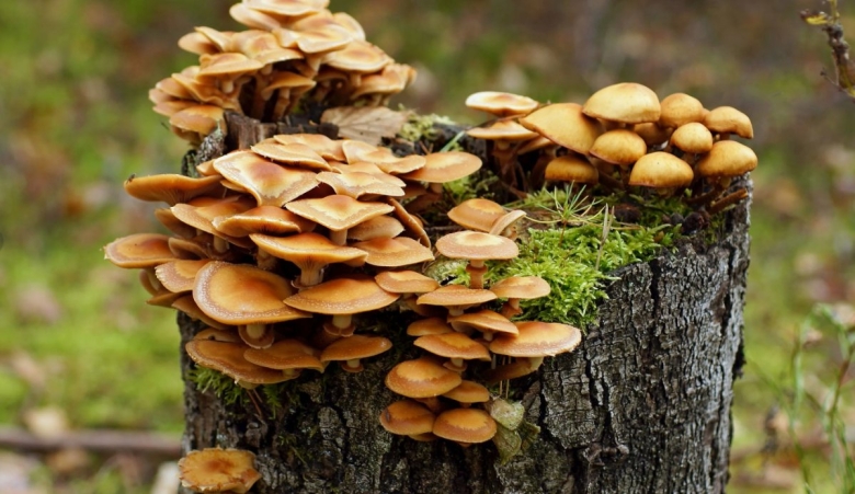 Грибы опята на пеньке