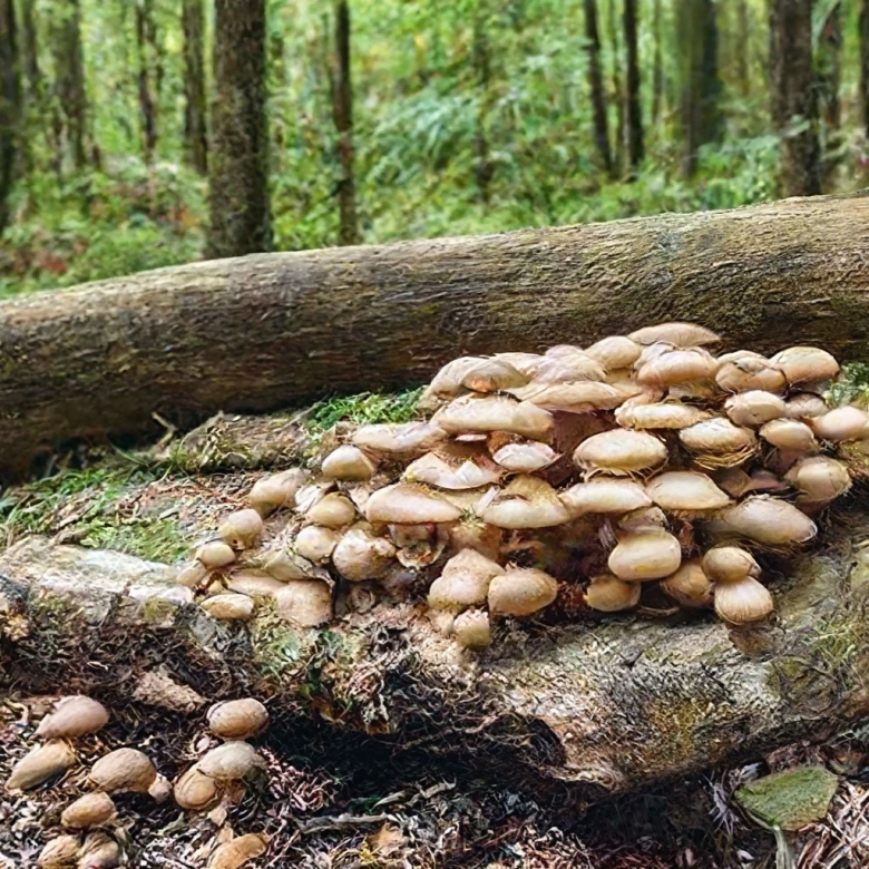 Опята пеньковые осенние