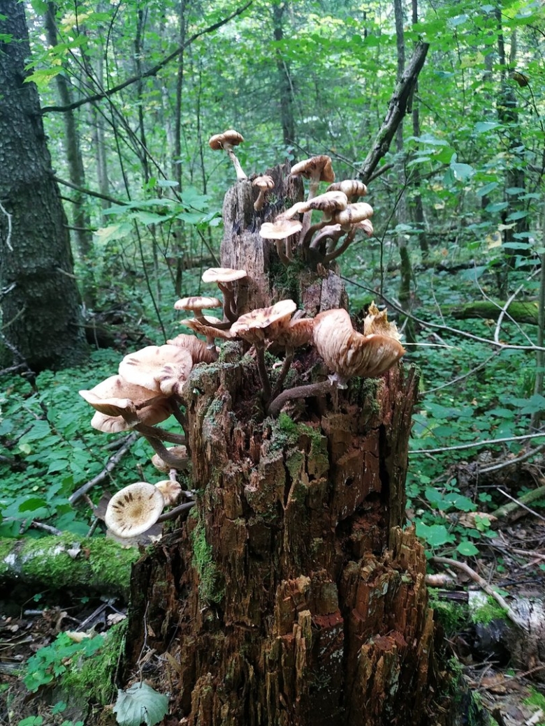 Опята осенние на пнях