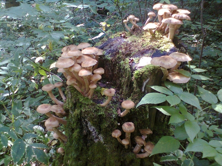 Armillaria ostoyae