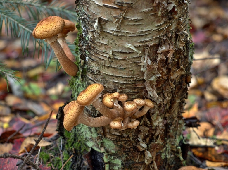 Выращивание опят в домашних условиях