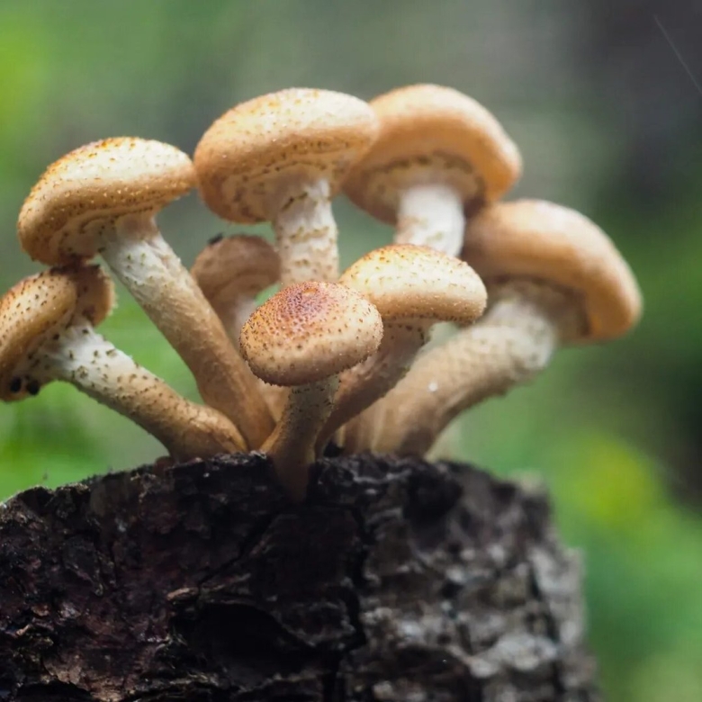 Опёнок осенний (armillaria mellea)