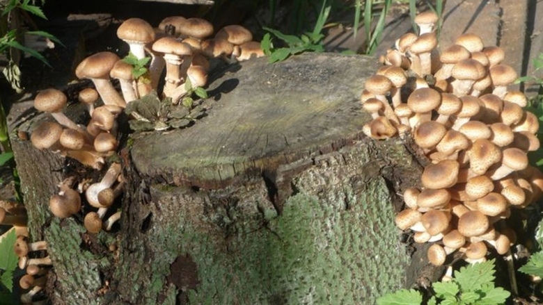 Ореховые опята