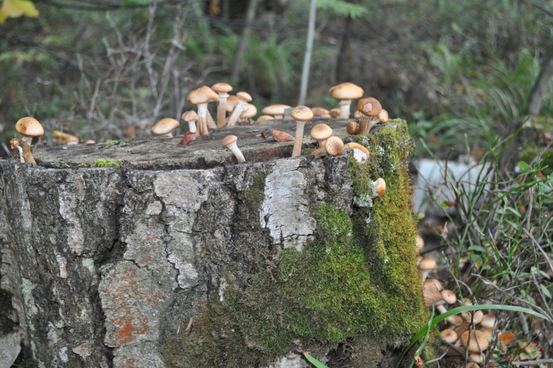 Сосновые опята фото