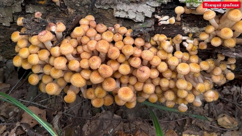 Опёнок Северный