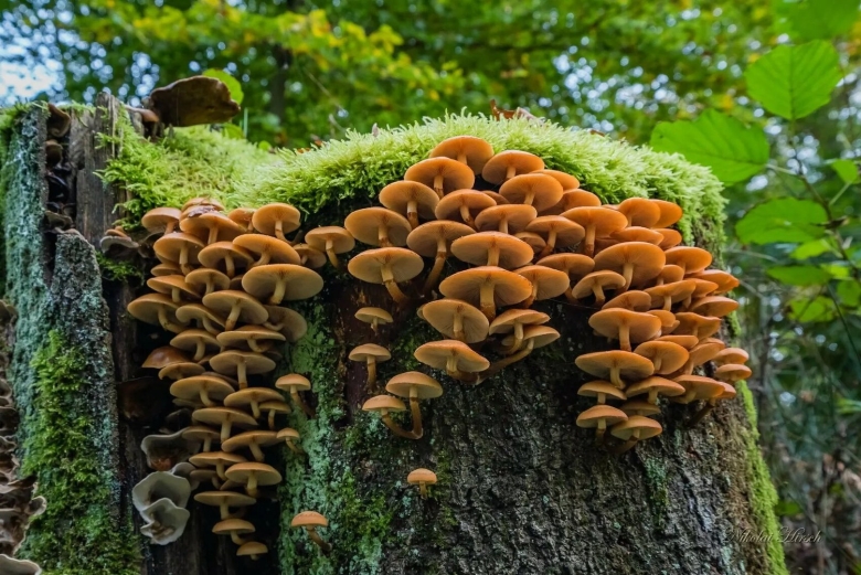 Пенек с опятами