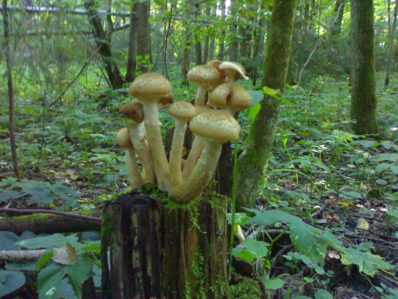 Грибы на пеньках опята