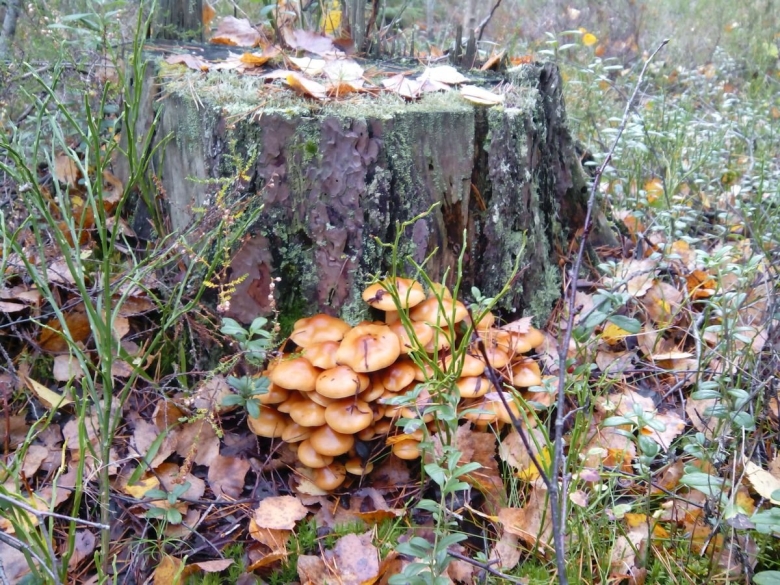 Осенние опята на пеньках