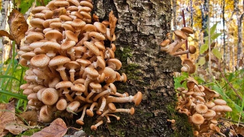 Гриб опёнок осенний