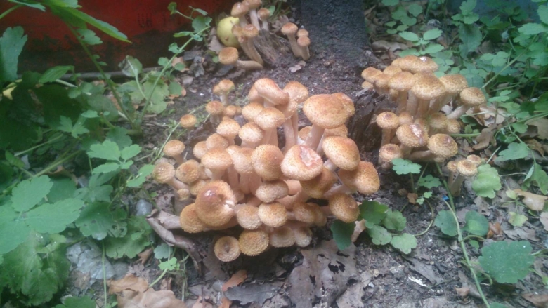 Опята в огороде на пнях