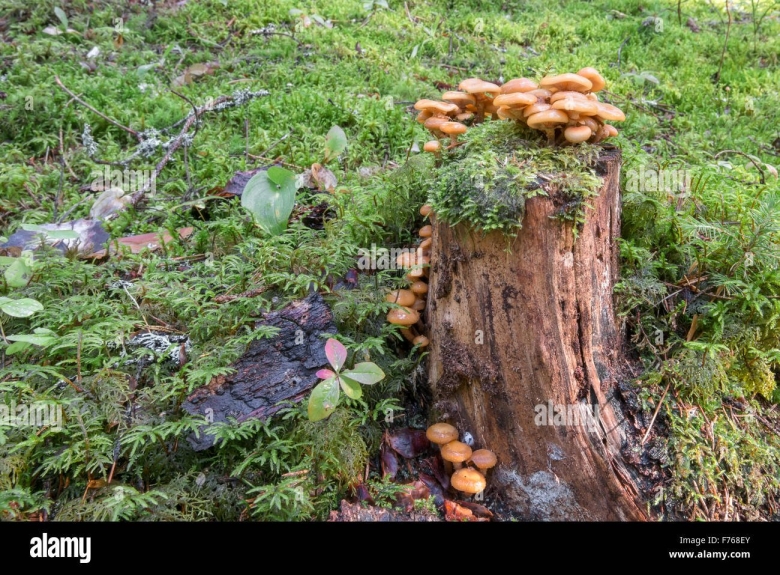 Пеньки с грибами в лесу