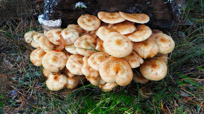 Опята на пне