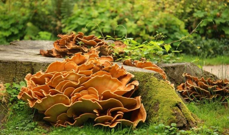 Грибы Polyporus пень