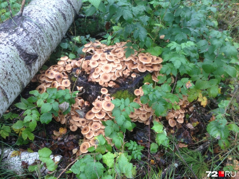 Опята в лесу