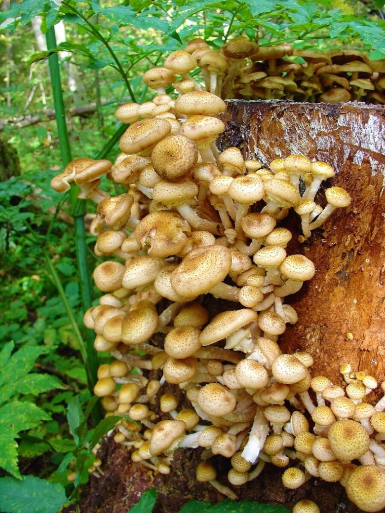 Пеньковые опята