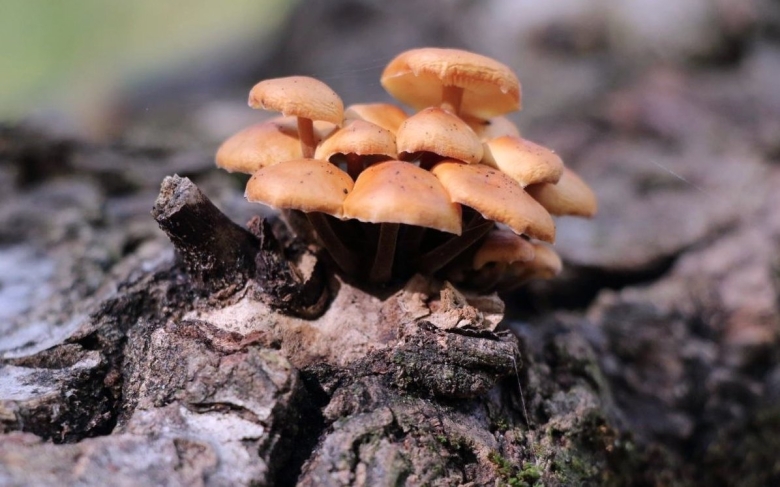 Грибница опенка темного