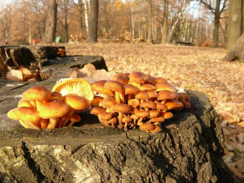 Пеньковые опята