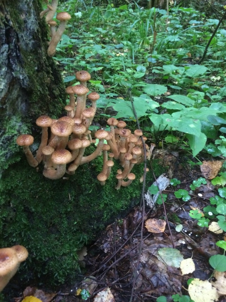Опята в Яковлевском районе Приморского края