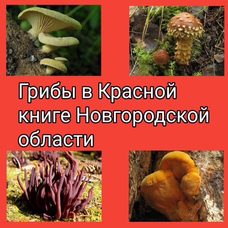 Красная книга новгородской области