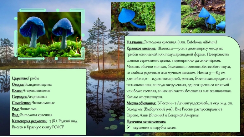 Гриб из красной книги Ленинградской области