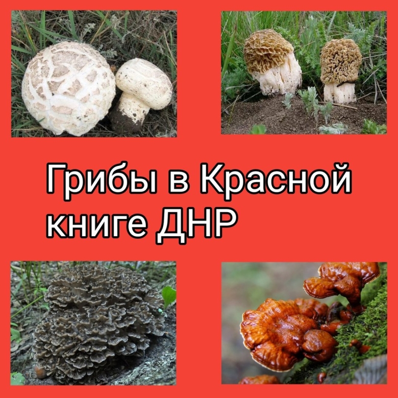 Гриб занесенный в красную книгу