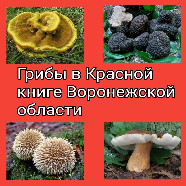 Животные красной книги воронежской области