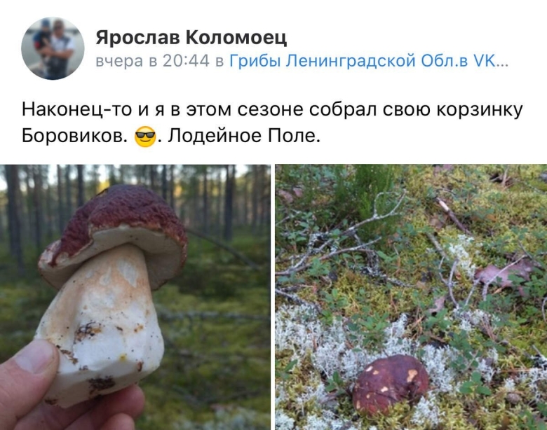 Краснокнижный гриб Ленинградской области