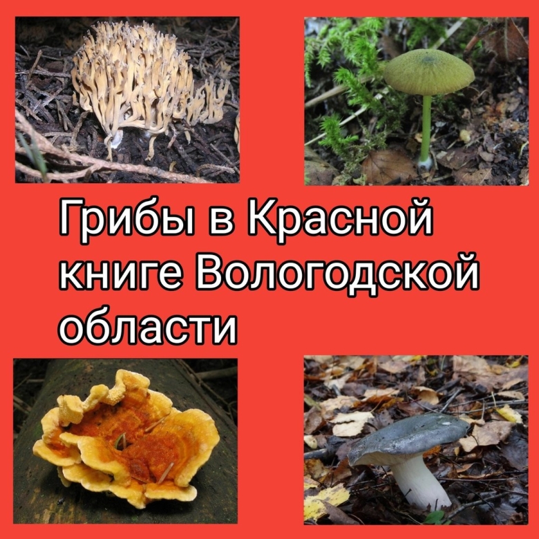 Красная книга вологодской области