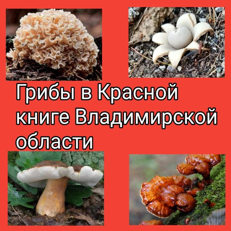 Грибы красная книга
