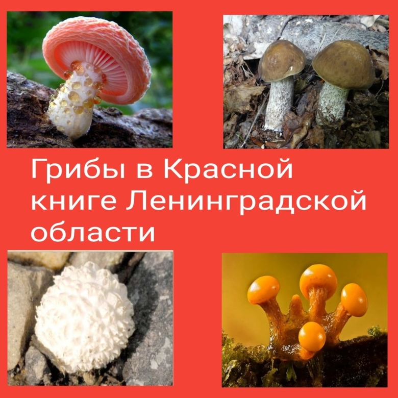 Грибы красная книга