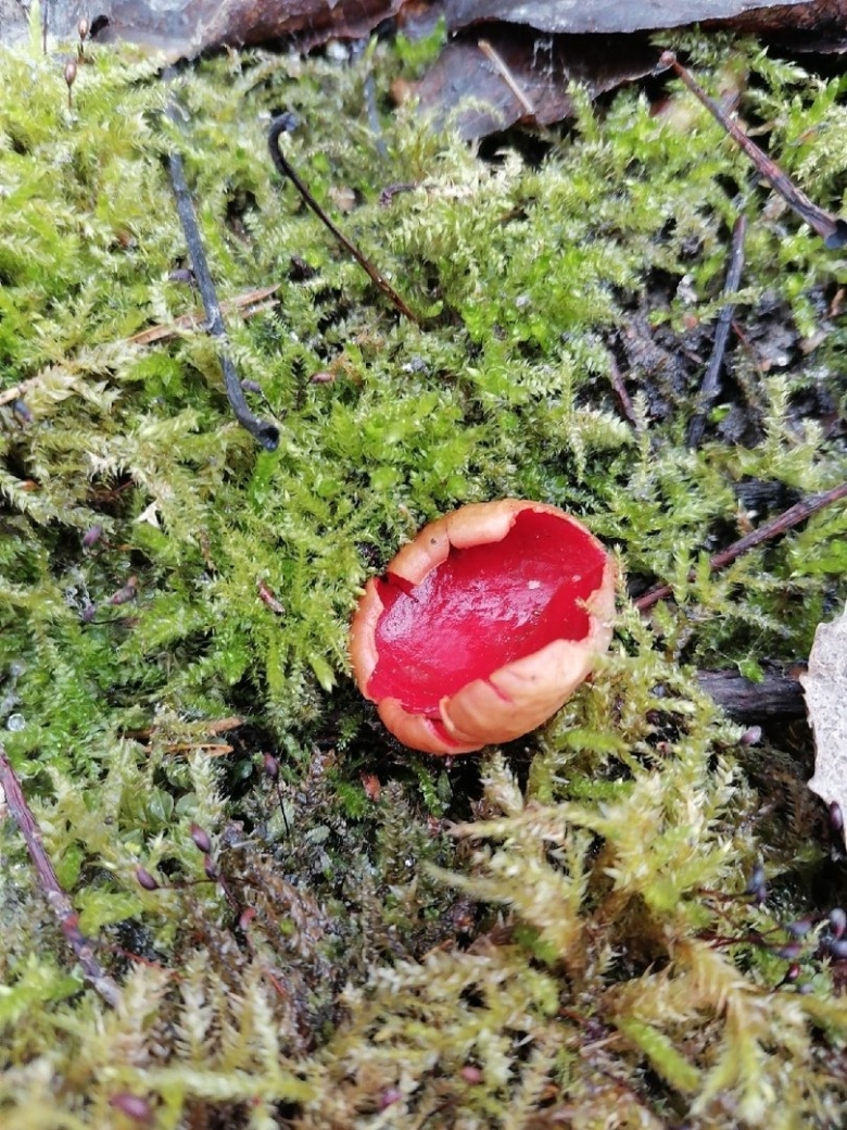 Саркосцифа Австрийская гриб