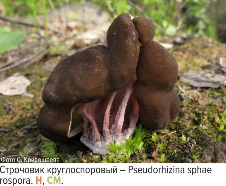 Краснокнижный гриб Ленинградской области