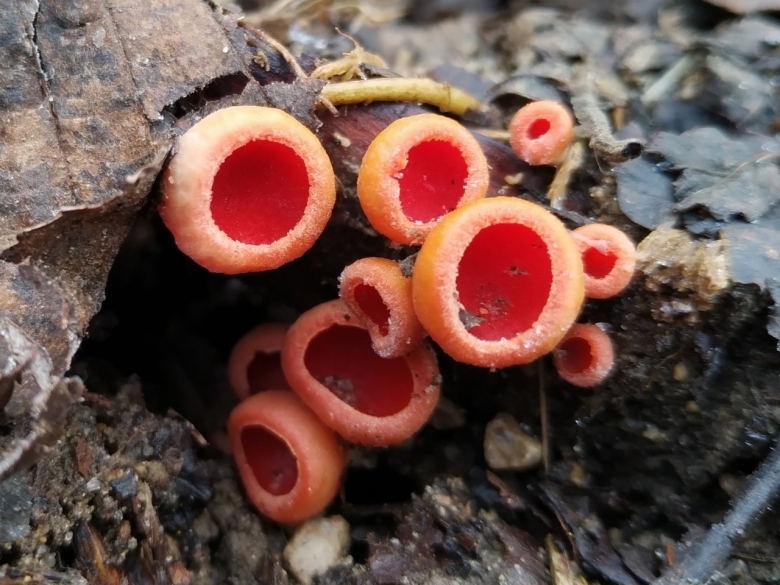 Саркосцифа Австрийская съедобный