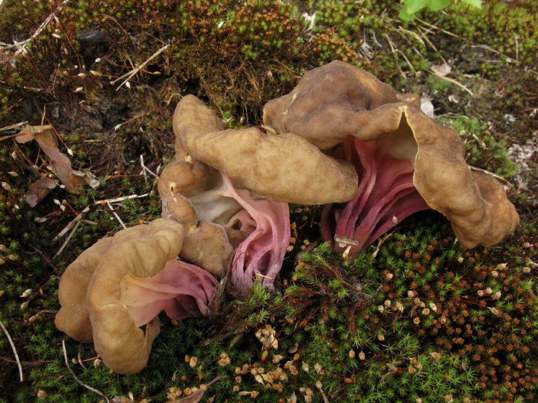 Кровоточащий зуб гриб внешний вид