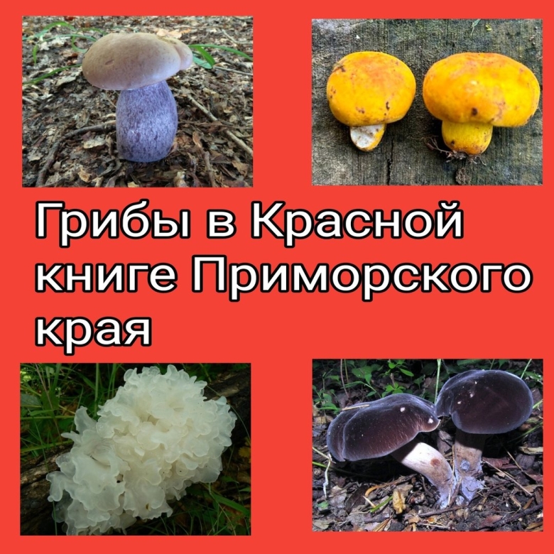 Гриб из красной книги