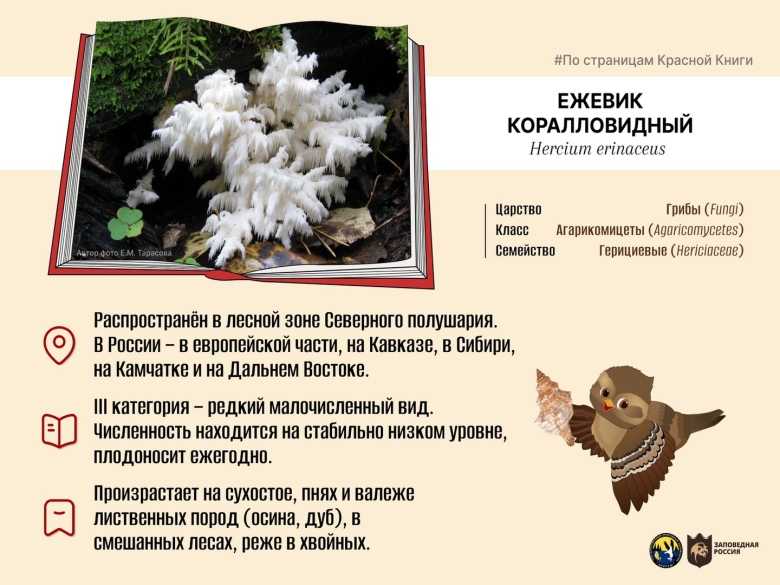 Ежевик коралловидный красная книга