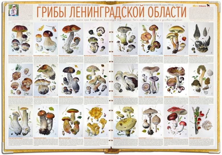 Грибы акварелью Александр Вязьменский