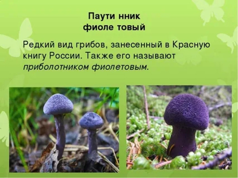 Паутинник фиолетовый съедобные грибы