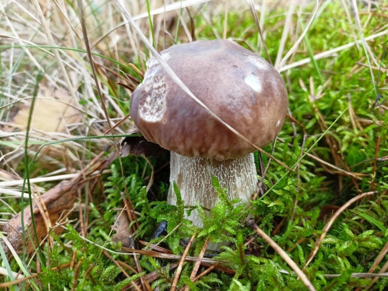 Грибы Ленинградской области внесенные в красную книгу