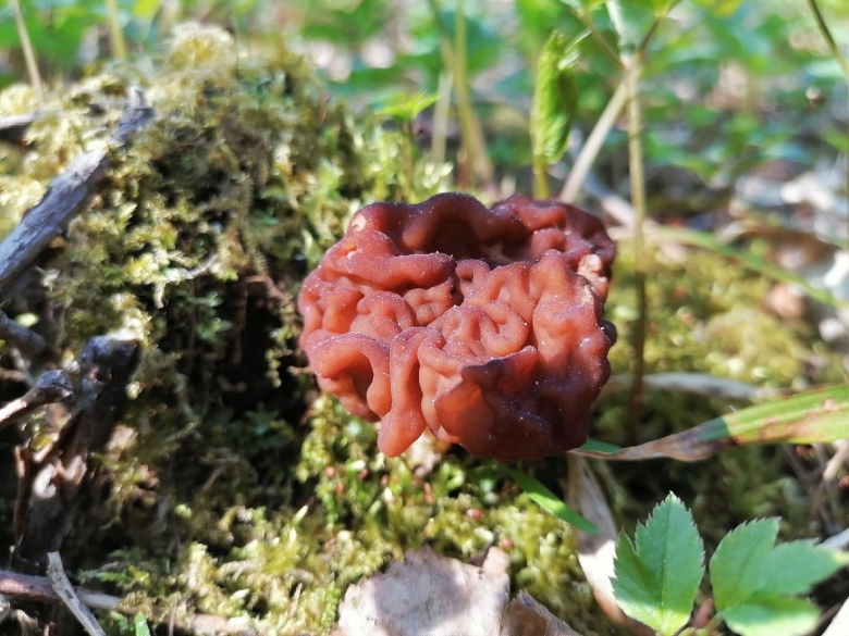 Весенние грибы Ленинградской