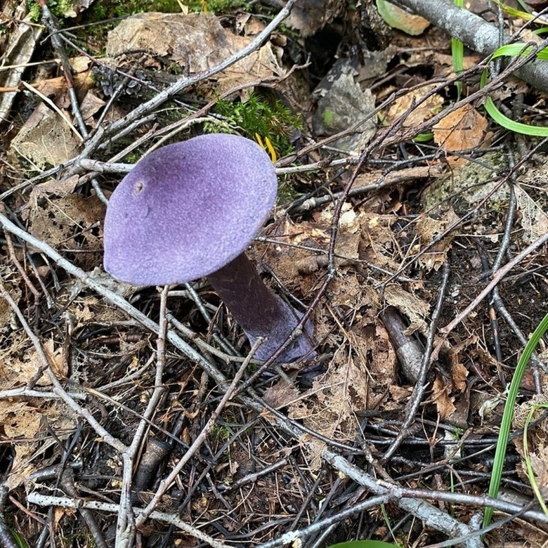 Паутинник фиолетовый съедобные грибы