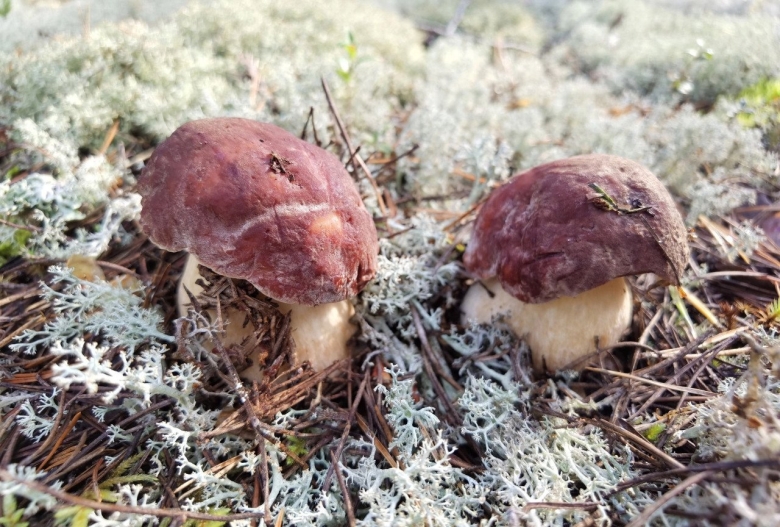 Грибник животное Морское