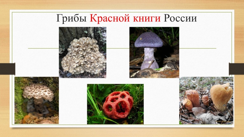 Грибы из красной книги России