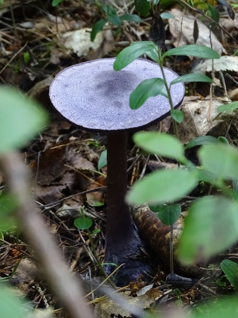 Поганки Ленинградской области