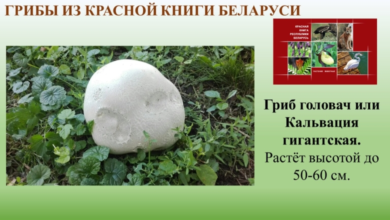 Гриб дождевик головач