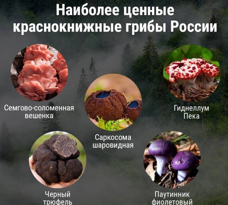 Саркосома шаровидная